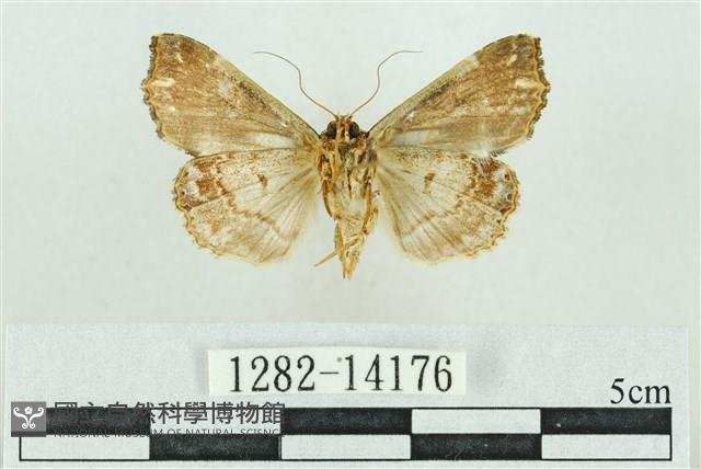 粉紅帶散紋夜蛾藏品圖，第2張
