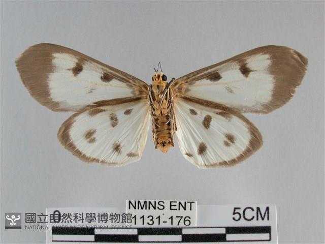 長斑擬燈蛾藏品圖，第2張