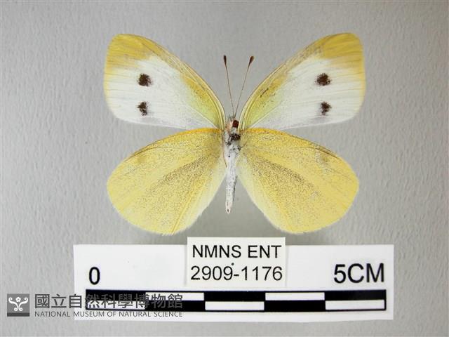白粉蝶、紋白蝶藏品圖，第2張