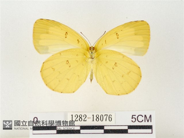 島嶼黃蝶、江崎黃蝶藏品圖，第2張