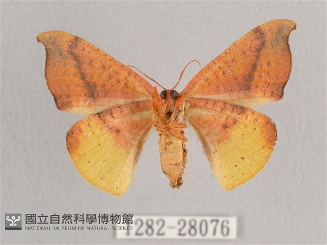 接骨木帶鉤蛾藏品圖，第2張
