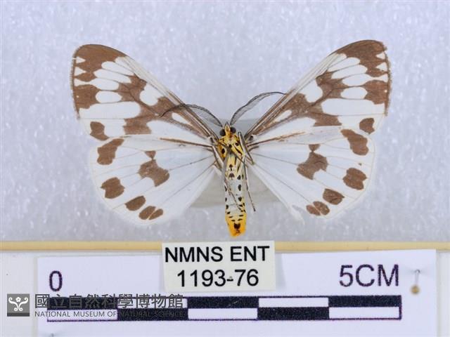 粉蝶燈蛾藏品圖，第2張