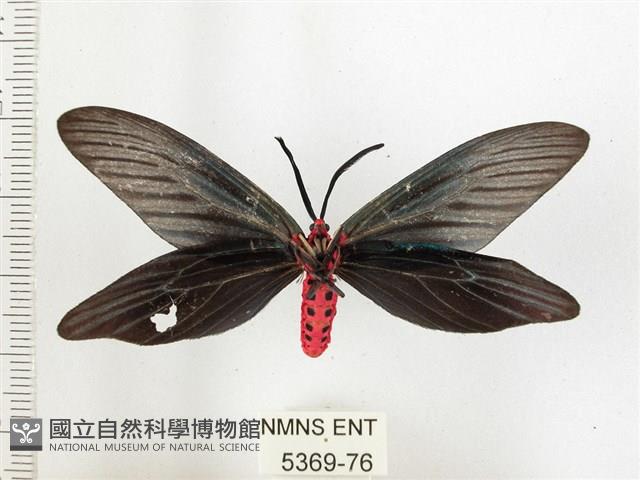 重陽木螢斑蛾藏品圖，第2張