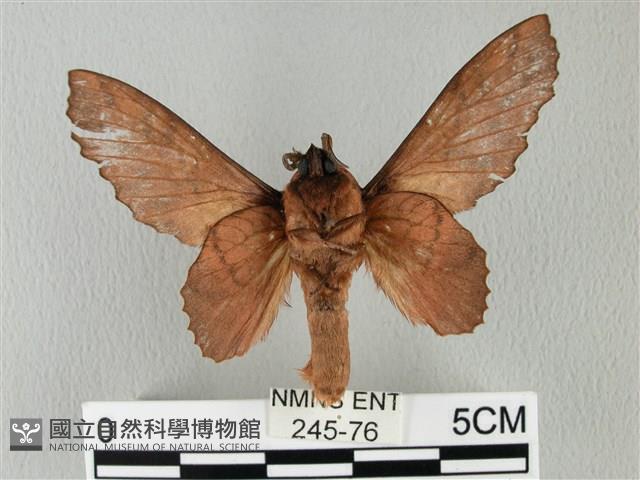 鋸緣枯葉蛾藏品圖，第2張