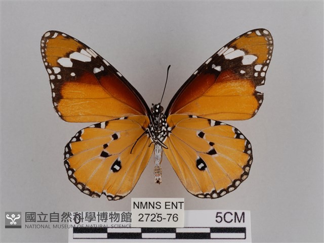 樺斑蝶藏品圖，第2張