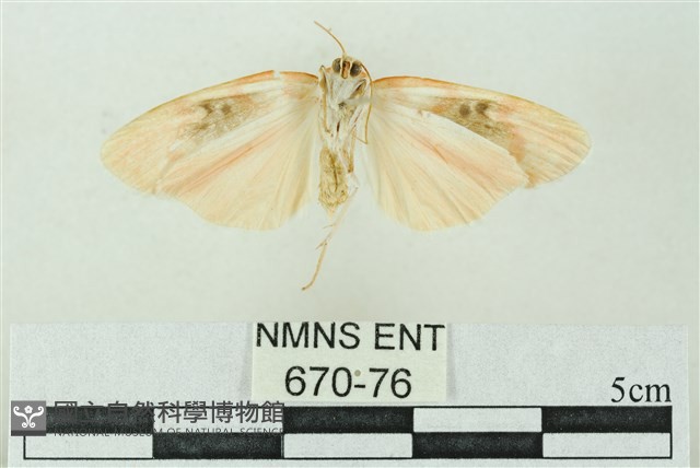 臺雪苔蛾藏品圖，第2張