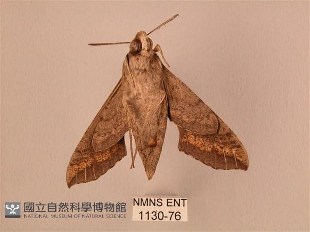 斜線天蛾藏品圖，第2張