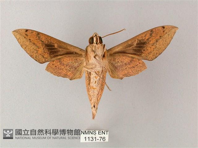 間斷斜紋天蛾藏品圖，第2張