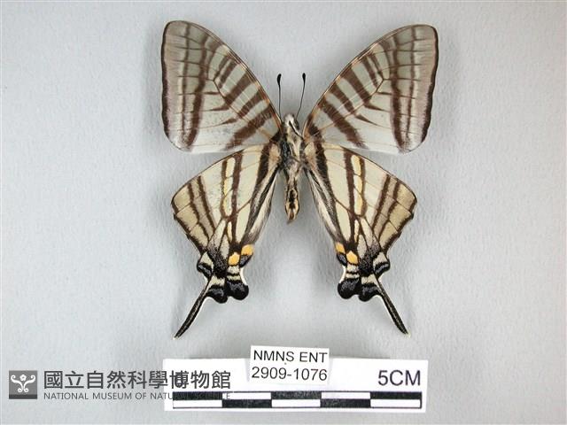 劍鳳蝶藏品圖，第2張