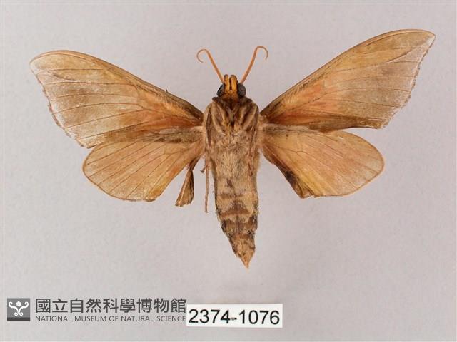 榆綠天蛾藏品圖，第2張