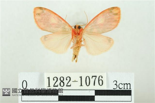 三色豔苔蛾藏品圖，第2張