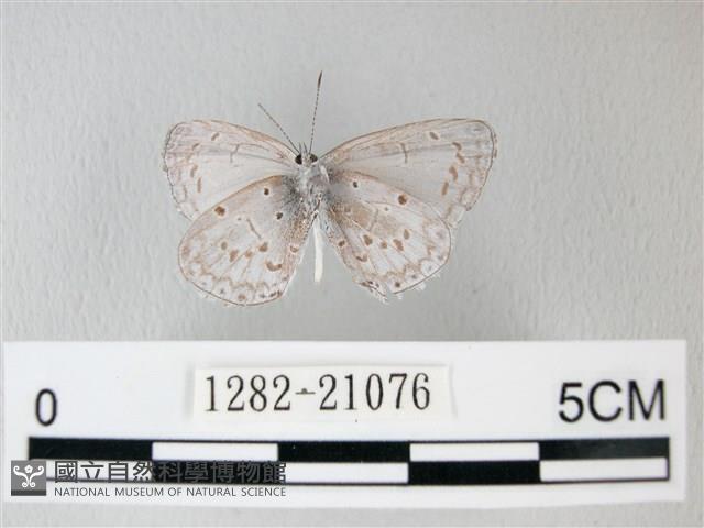 細邊琉灰蝶藏品圖，第2張