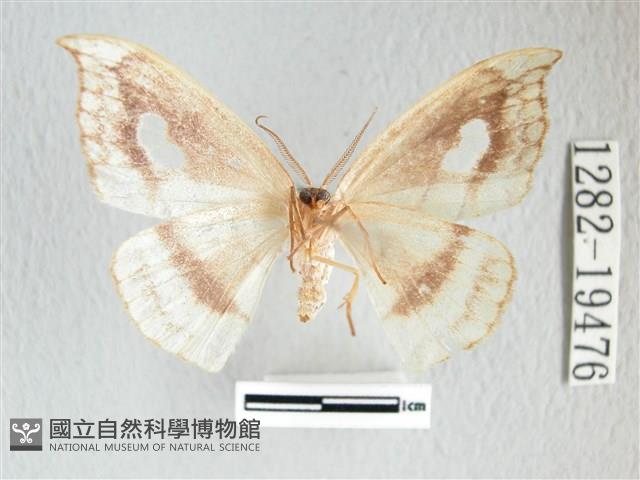 單角窗鉤蛾藏品圖，第2張