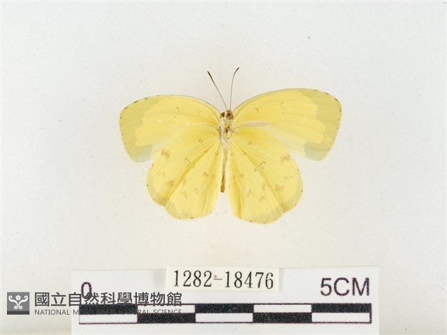 島嶼黃蝶、江崎黃蝶藏品圖，第2張