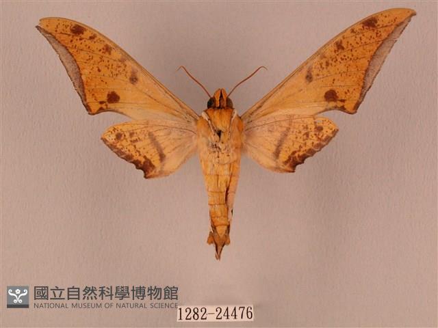 裂斑鷹翅天蛾藏品圖，第2張