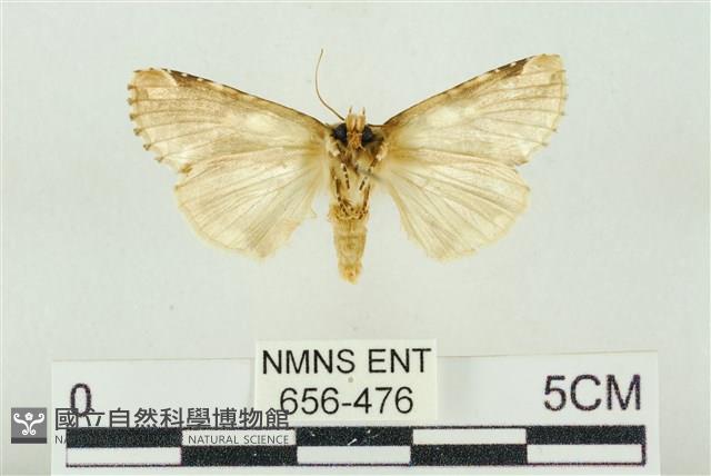 連珠波紋蛾藏品圖，第2張