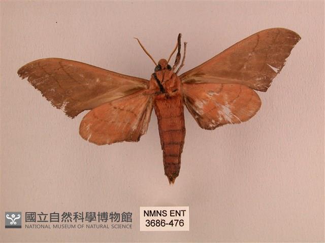 直翅六點天蛾藏品圖，第2張