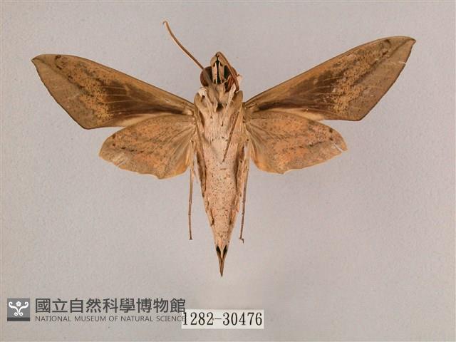 背帶斜紋天蛾藏品圖，第2張