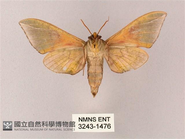 榆綠天蛾藏品圖，第2張