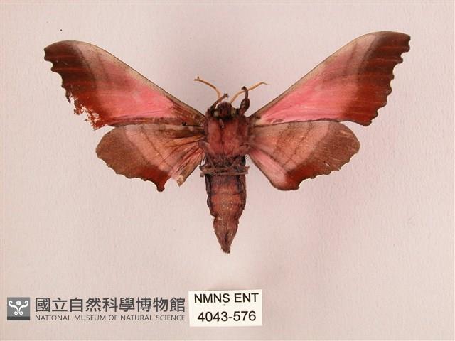 桃紅六點天蛾藏品圖，第2張