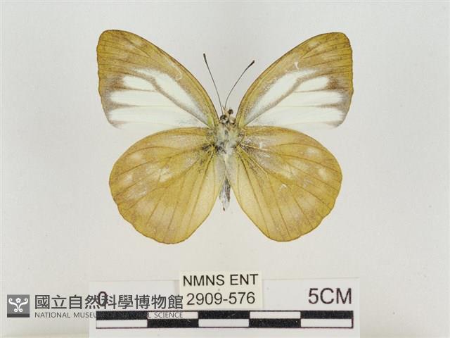 淡褐脈粉蝶藏品圖，第2張