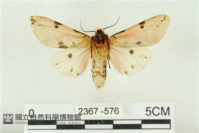 棍棒污燈蛾藏品圖，第2張