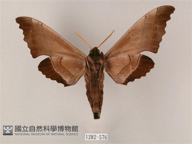 齒翅三線天蛾藏品圖，第2張