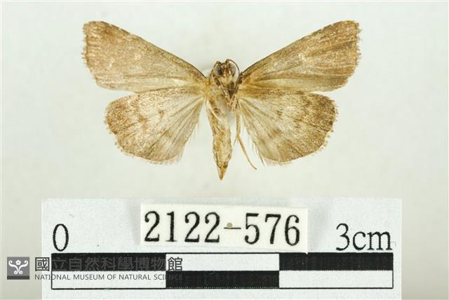 白斑散紋夜蛾藏品圖，第2張