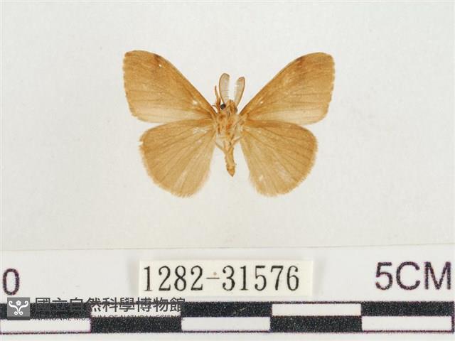 小白紋毒蛾藏品圖，第2張