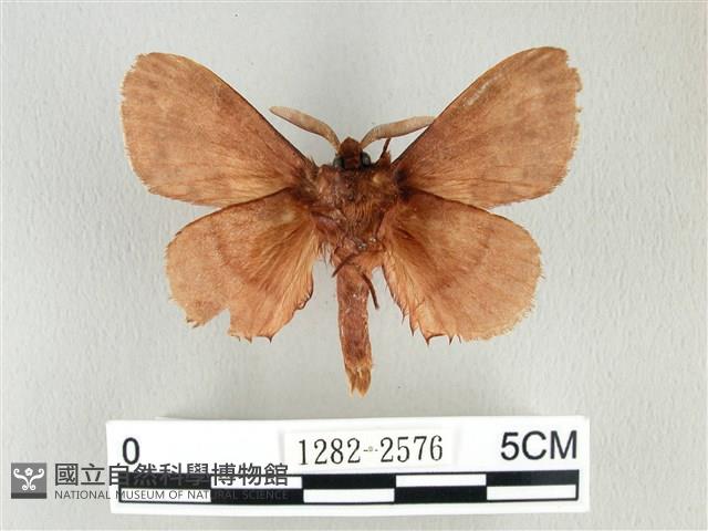 鋸紋枯葉蛾藏品圖，第2張