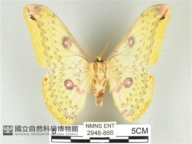 黃豹天蠶蛾藏品圖，第2張