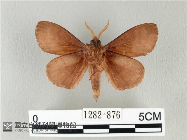 馬尾松枯葉蛾藏品圖，第2張