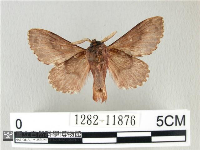 銀肩枯葉蛾藏品圖，第2張