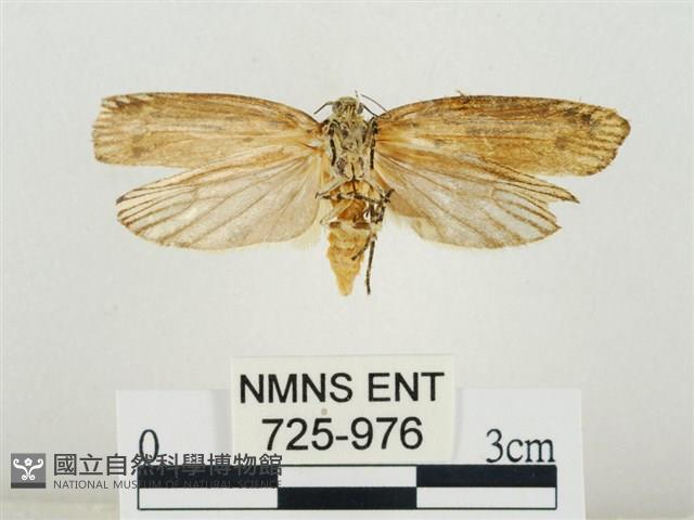 線紋篩蛾藏品圖，第2張