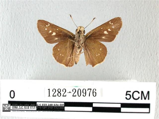 禾弄蝶藏品圖，第2張