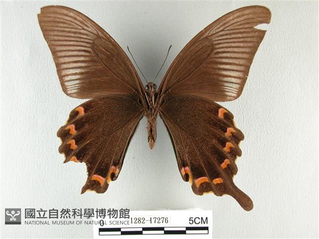 翠鳳蝶蘭嶼亞種藏品圖，第2張