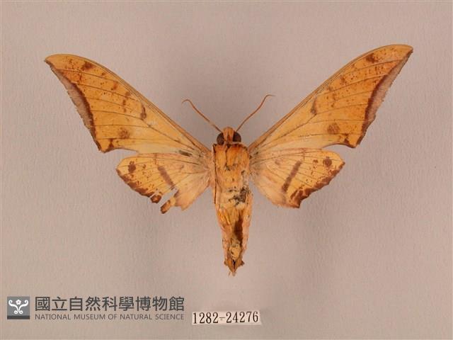 裂斑鷹翅天蛾藏品圖，第2張