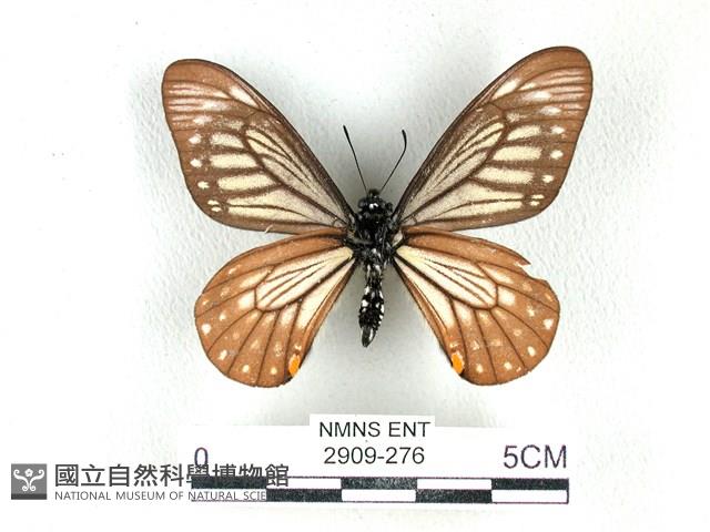 黃星斑鳳蝶藏品圖，第2張