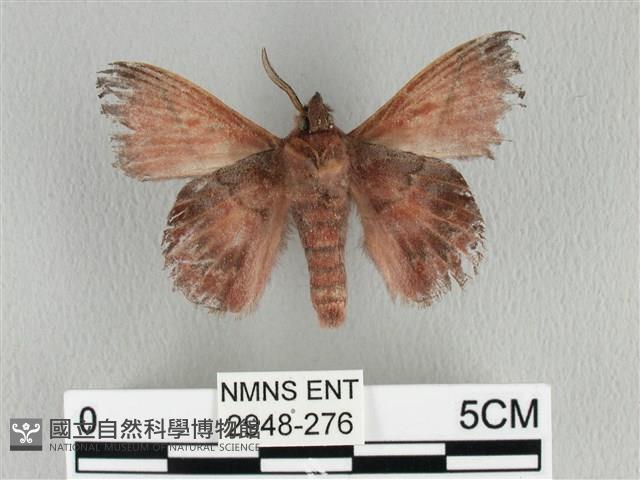 埔里雙線枯葉蛾藏品圖，第2張