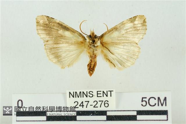 連珠波紋蛾藏品圖，第2張