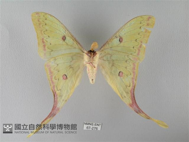 臺灣長尾水青蛾藏品圖，第2張