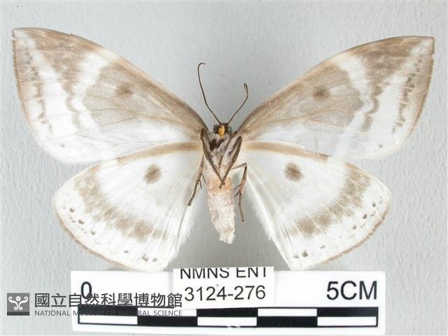 圓翅大鉤蛾藏品圖，第2張