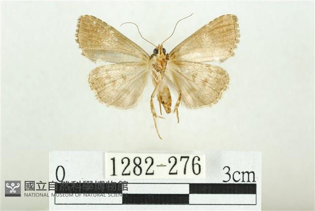 白斑散紋夜蛾藏品圖，第2張