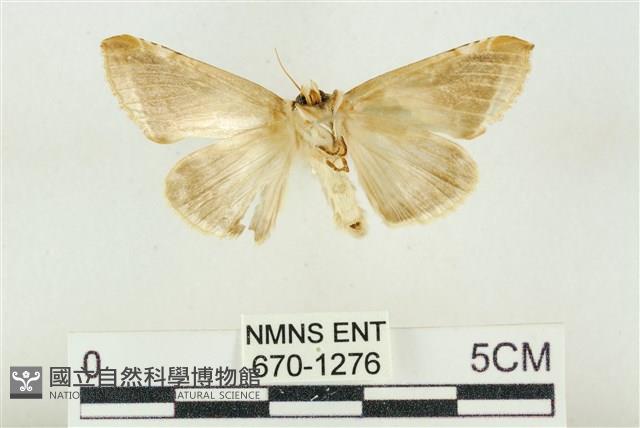 印華波紋蛾藏品圖，第2張