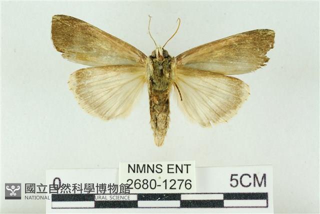 粉太波紋蛾藏品圖，第2張