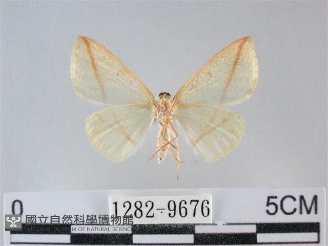 澄線尺蛾藏品圖，第2張