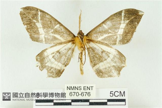 樹形尺蛾藏品圖，第2張