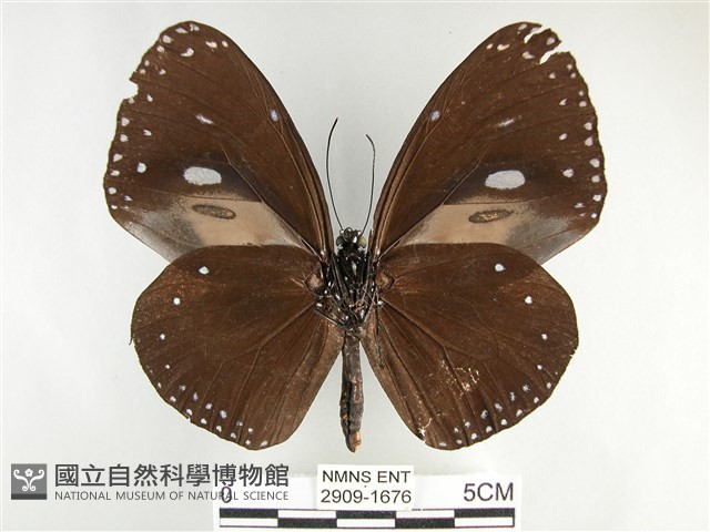 圓翅紫斑蝶藏品圖，第2張