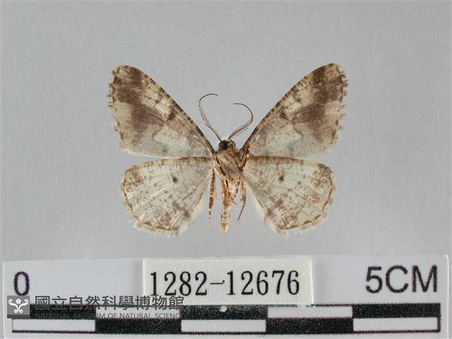 雙峰霜尺蛾藏品圖，第2張