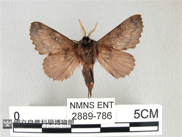 銀肩枯葉蛾藏品圖，第2張